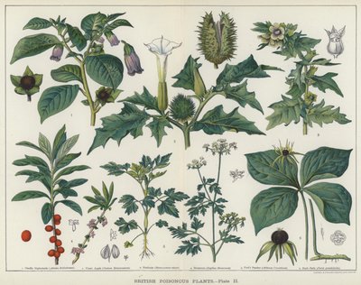 Britiske giftige planter (farge litho) av English School