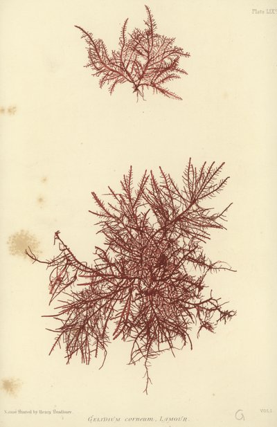 British Sea-Weed (naturtrykt) av English School