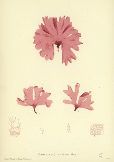 British Sea-Weed (naturtrykt) av English School