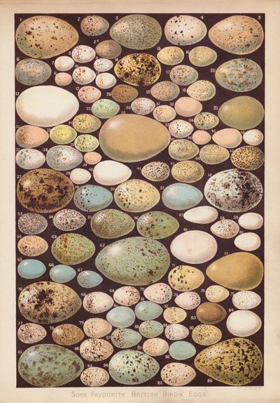 Britiske fugleegg (chromolitho) av English School