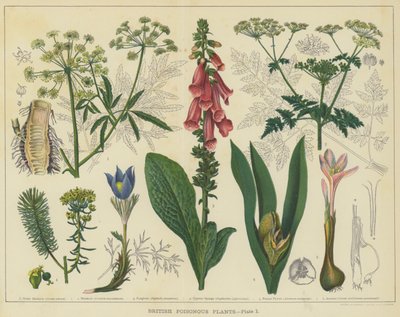 Britiske giftige planter (farge litho) av English School