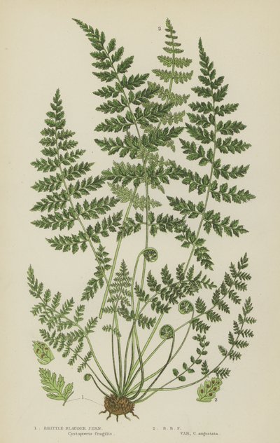 Sprø blærebregne (farge litho) av English School
