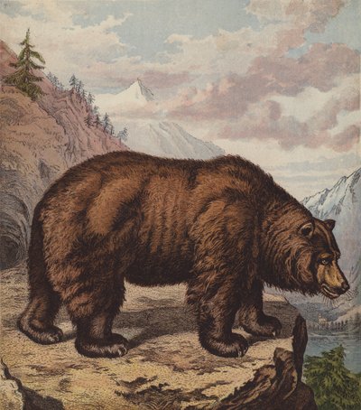 Brunbjørn (farge litho) av English School