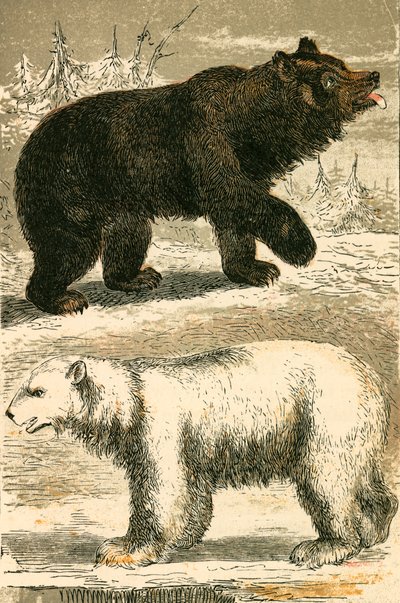 Brunbjørn og isbjørn av English School