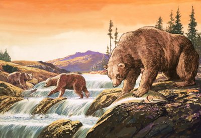 Brunbjørner fra Alaska, illustrasjon fra «Naturens eventyrland» (gouache på papir) av English School
