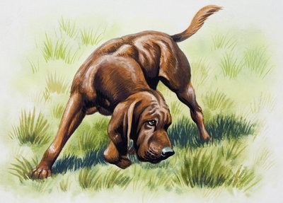 Brun hund av English School