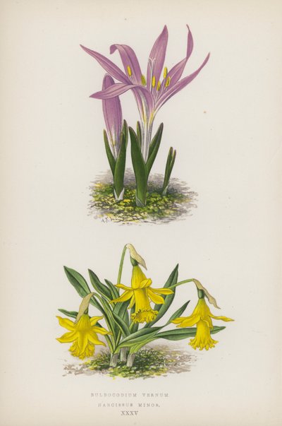 Bulbocodium Vernum; Narcissus Minor (farge litho) av English School