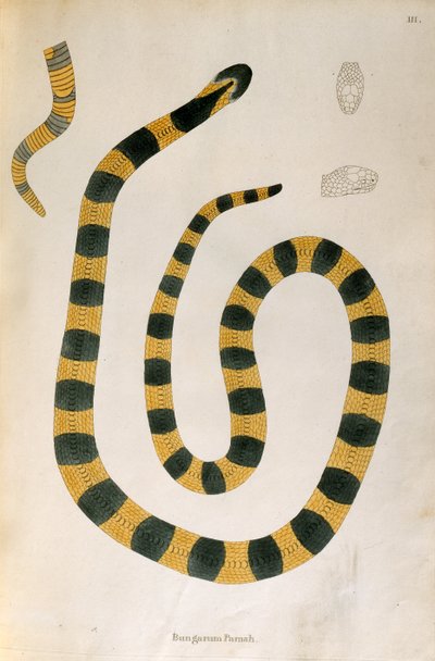 Bungarum Pamah Snake fra An Account of Indian Serpents samlet fra Coromandel-kysten av Patrick Russell, London, 1796 av English School