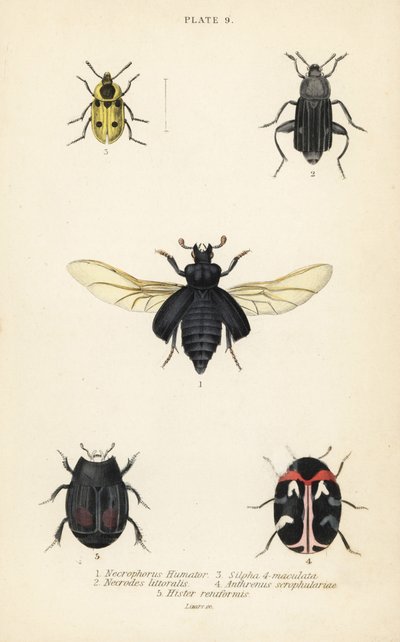 Gravbille, Nicrophorus humator 1, carrion biller, Necrodes littoralis 2, Dendroxena quadrimaculata 3, teppebille, Anthrenus scrophulariae 4 og Hister quadrimaculatus var av English School