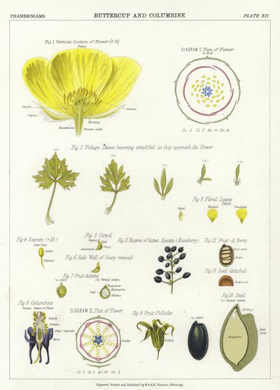 Butterblume und Akelei von English School