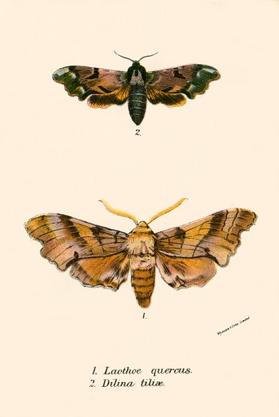 Sommerfugler av English School