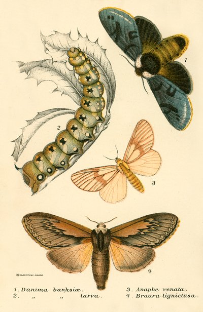 Sommerfugler av English School