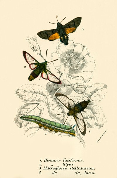 Sommerfugler av English School