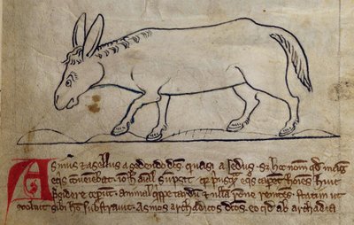 CCA-LitMs/D/10 fol. 10r Ass, fra Bestiary av English School