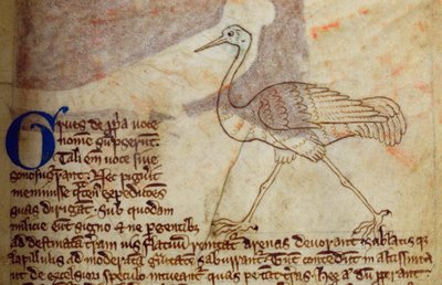 CCA-LitMs/D/10 fol. 14r Crane, fra Bestiary av English School