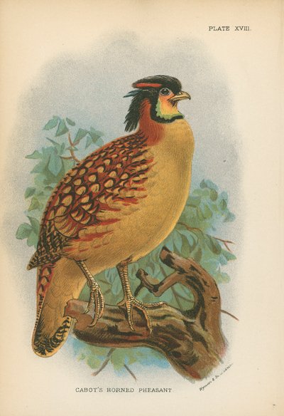Cabots hornfasan av English School