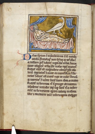 Caladrius-fugl - Bestiarium, Royal MS 12 C XIX, f.47v av English School