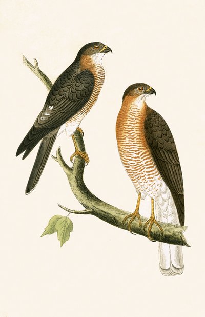 Calcutta Sparrow Hawk, illustrasjon fra 