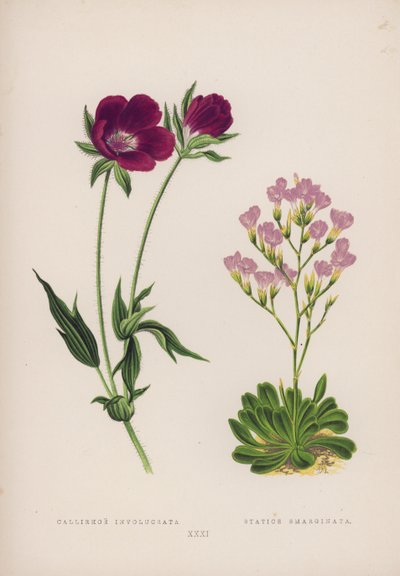 Callirhoe Involucrata; Statice Emarginata (farge litho) av English School