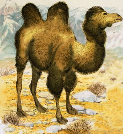 Kamel av English School