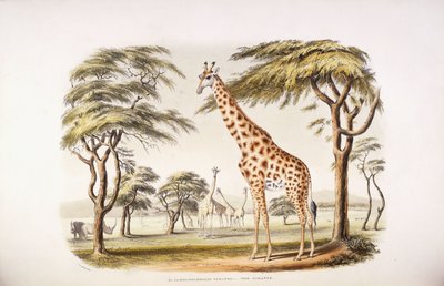 Camelopardalis giraff av English School