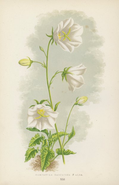 Campanula Carpatica B Alba (farge litho) av English School