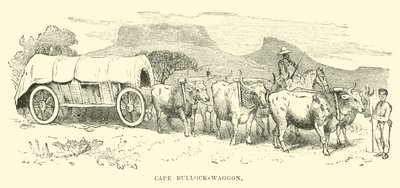 Cape Bullock-vogn av English School