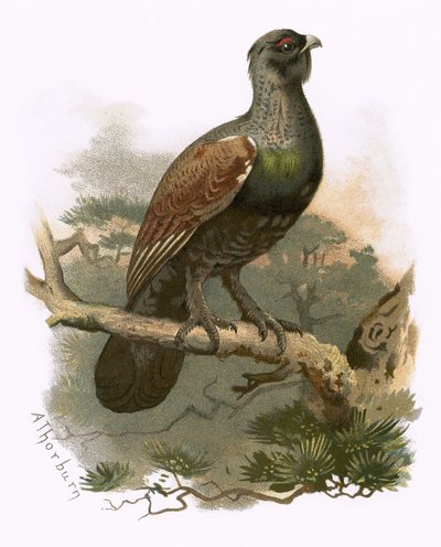 Capercailzie av English School
