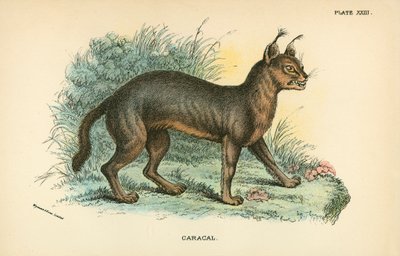 Caracal av English School