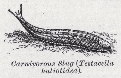 Kjøttetende snegl, Testacella haliotidea (litho) av English School