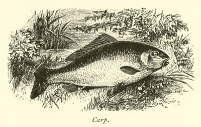 Karpe av English School