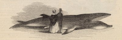 Å fange en hval utenfor Deptford Pier: hvalen av English School