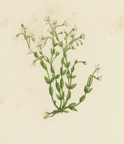 Cathartic lin, Linum Catharticum (farge litho) av English School