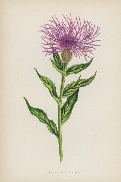 Centaurea Phrygia (fargelitografi) av English School