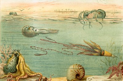 Cephalopoda av English School