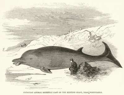 Cetacean Animal nylig kastet på Kentish Coast, nær Whitstable (gravering) av English School