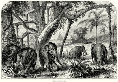 Ceylon-elefanter (gravering) av English School