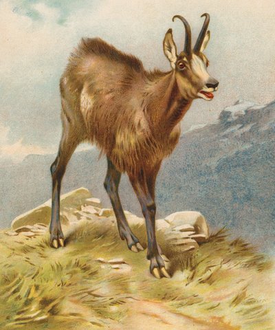 Chamois (fargelitografi) av English School