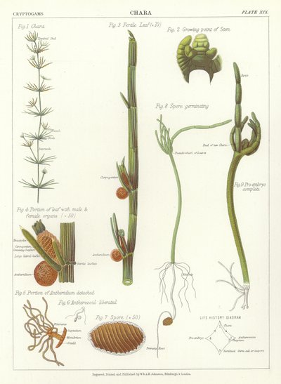 Chara von English School