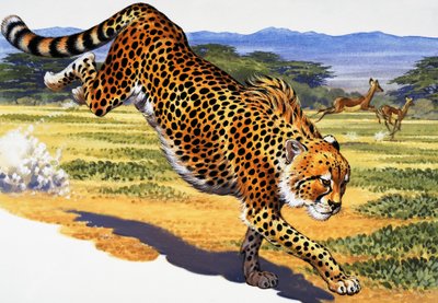 Gepard av English School