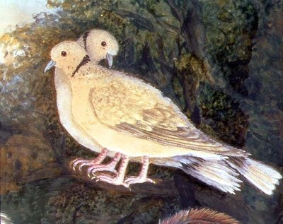 Kylling og duer nær en gård, detalj av duer (akvarell, gouache på papir) (detalj av 93278) av English School