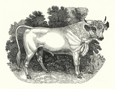 Chillingham Cattle (gravering) av English School