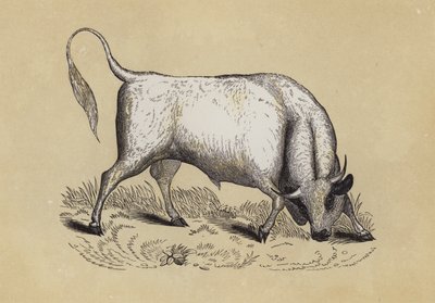 Chillingham Wild Bull (farge litho) av English School