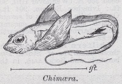 Chimaera (medlemmer) av English School