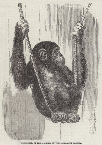 Sjimpanse, i Gardens of the Zoological Society (gravering) av English School