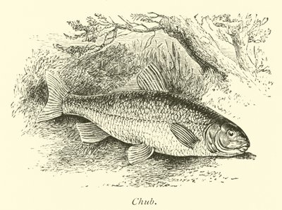 Chub av English School