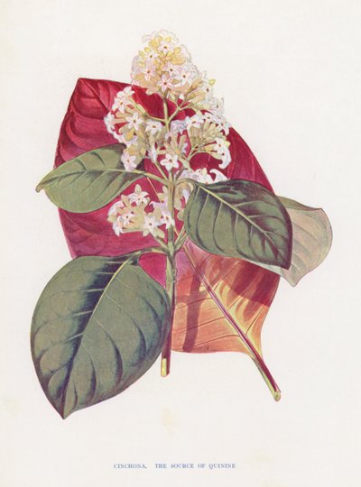 Chinarinde von English School