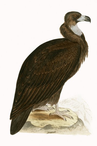 Cinereous Vulture, illustrasjon fra 