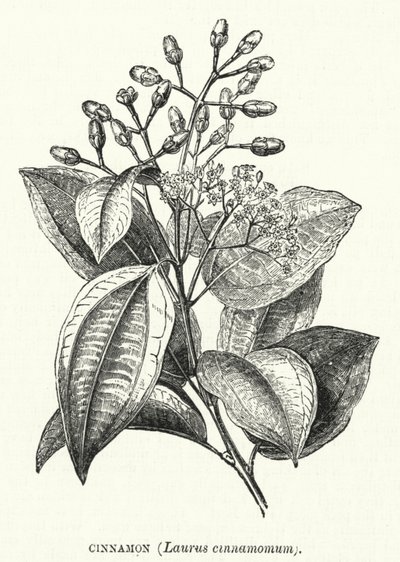 Kanel, Laurus cinnamomum (gravering) av English School