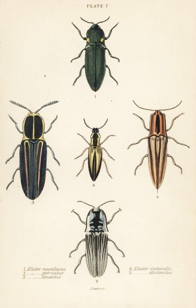 Klikkbille: en elastisk frontlykt, Pyrophorus nightlucus 1, Chalcolepidius porcatus 2, foret klikkbille, Agriotes lineatus 3, Elater suturalis 4 og Semiotus distinctus 5 av English School